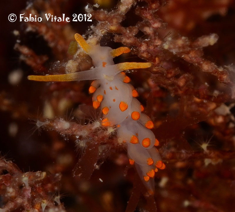 Eubranchus farrani